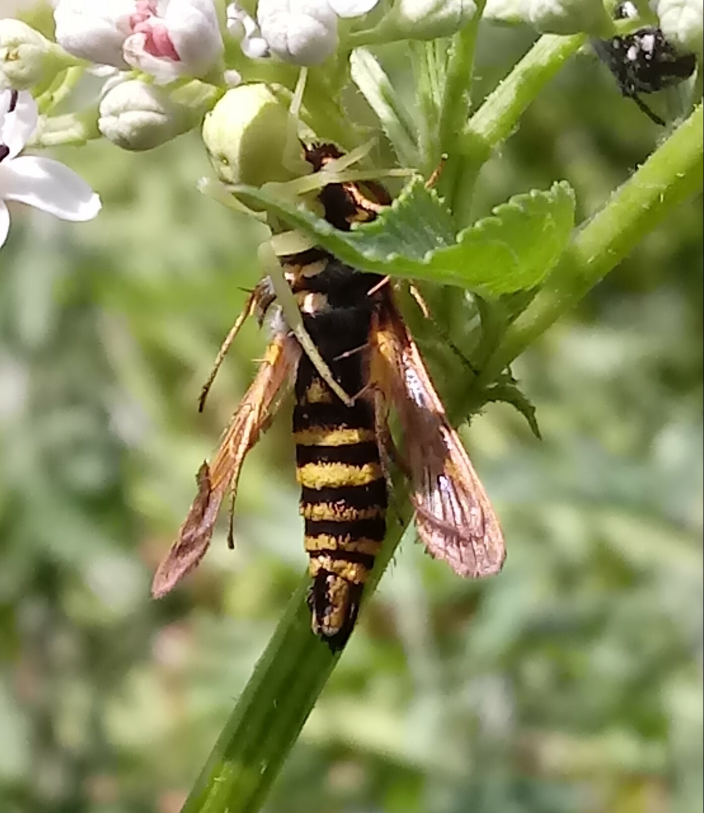 Bembecia sp.